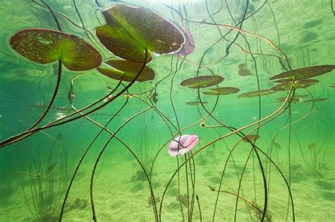 How To Grow Water Lilies Dessin Poisson Photographie Peinture Fleurs