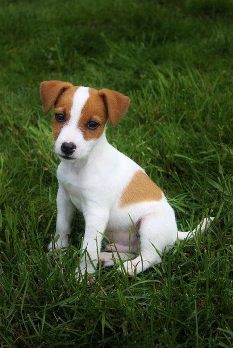 The parson russell terrier is a breed of small white terrier that was the original fox terrier of the 18th century. Where can I find a Jack Russell terrier in Delhi NCR to ...