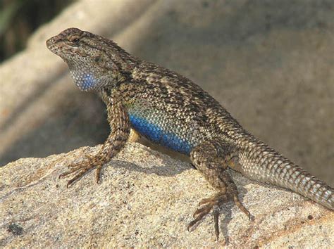 Blue Belly Lizard Facts And Pictures