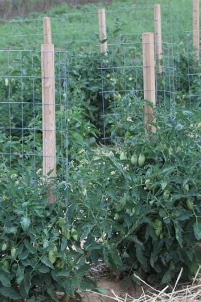 How To Make An Incredible Diy Low Cost Tomato Support With Video