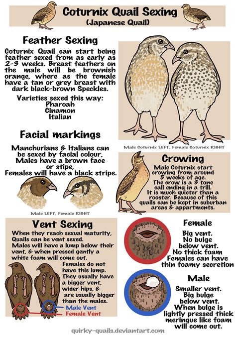 Sexing Coturnix By Quirky Quails On Deviantart