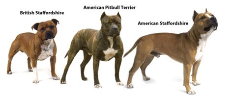We show you how to feed barf diet for american bully xl pitbull puppies raw diet at 4 weeks old. Raw Food for Beginners - How Does it Effect Your Pit Bulls ...