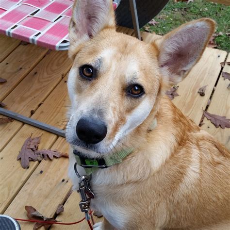 The American Dingo Petlife