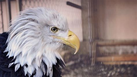 370714 Bald Eagle Eagle Bird Predator Beak 4k Rare Gallery Hd