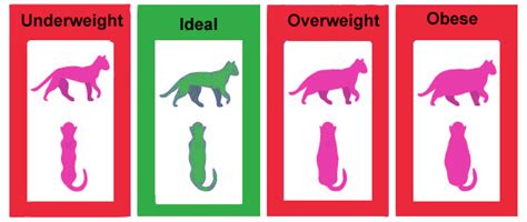 I've looked more than once through google to find a chart that shows at what age what a cat's weight should be. Got An Overweight Cat? You Can Help Them Get Back To ...