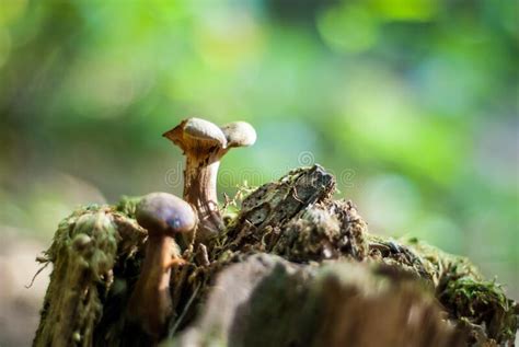 Mushrooms On A Stump Stock Image Image Of Stump Close 179293587