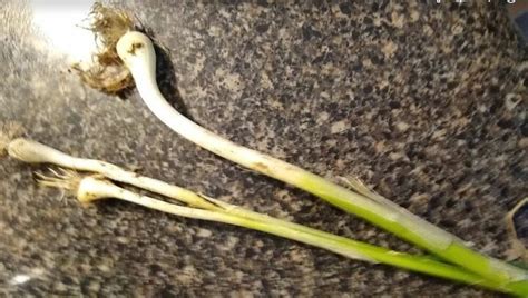 Grass for cats to eat, low prices, free shipping & 24/7 expert help, shop now! Is it OK to eat wild onions that grow in our yards? | Hometalk