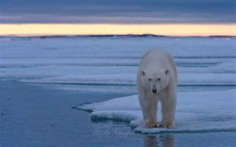 Polar Bear Standing On Ice Floe At Sunset Spitsbergen Svalbard