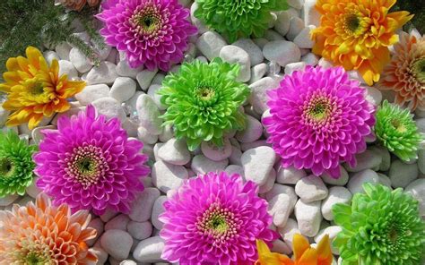 Colorful Flower Wallpaper 70 Pictures