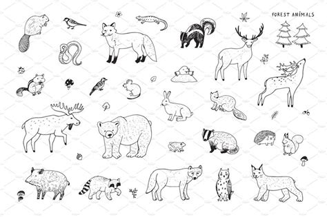 Forest Animals Forest Animals Animals Illustration
