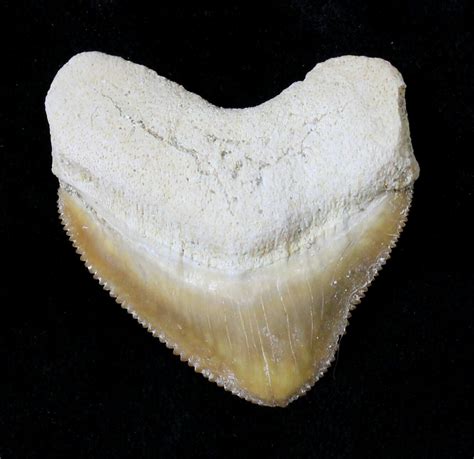 Nice Squalicorax Crow Shark Fossil Tooth For Sale 19291
