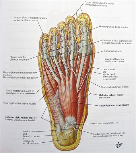 Parionsweb Foot
