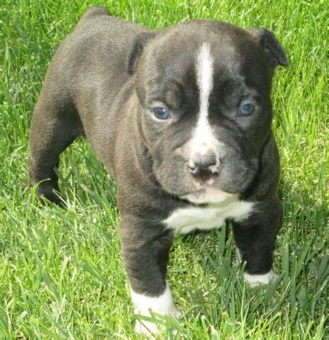 Rehoming three purebred pitbulls two males, one female. BLUE NOSE PITBULL PUPPIES for Sale in Toppenish, Washington Classified | AmericanListed.com