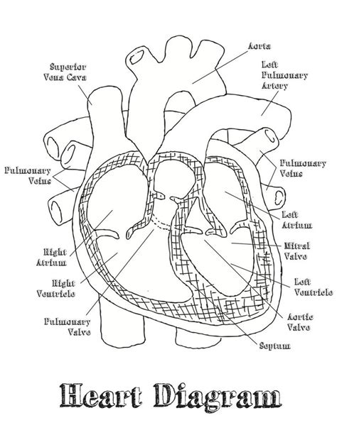 Heart Labeling Worksheets Heart Diagram Heart Coloring Pages Heart
