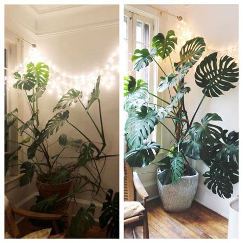 Perfect support for climbing plants every time. Moss pole magic on this monstera | House plant care ...