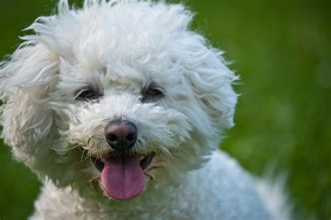 7 Things About the Bichon You Probably Didn't Know