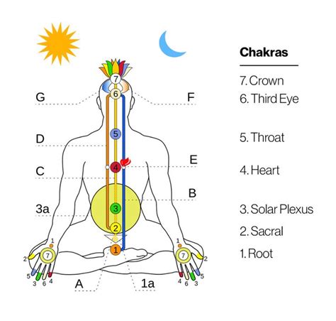 Energetic Anatomy Everything You Need To Know About The Human Energy