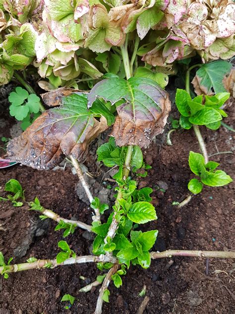 How to stop your hydrangea blooms from turning brown, according to a gardening expert. Help my hydrangea please! — BBC Gardeners' World Magazine