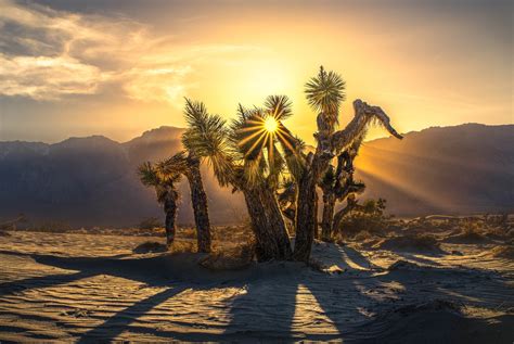 Nature Joshua Tree National Park 4k Ultra Hd Wallpaper