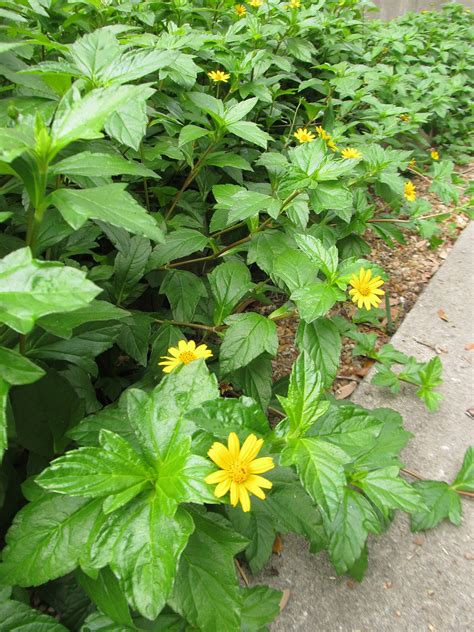 Five Invasive Plants That Might Be Lurking In Your Garden Research News