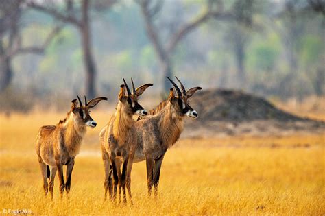 Roan Antelope Conservation Challenges Africa Geographic