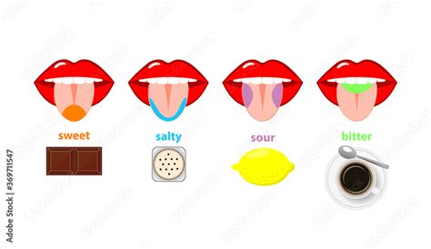Tongue Taste Areas Four Sections Of Projection Sweet Salty Sour