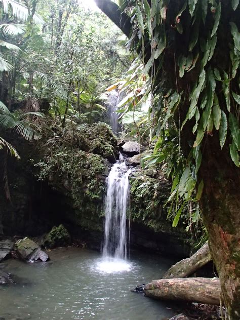 El Yunque Rainforest Puerto Rico Been Her Loved It Puerto Rico Trip