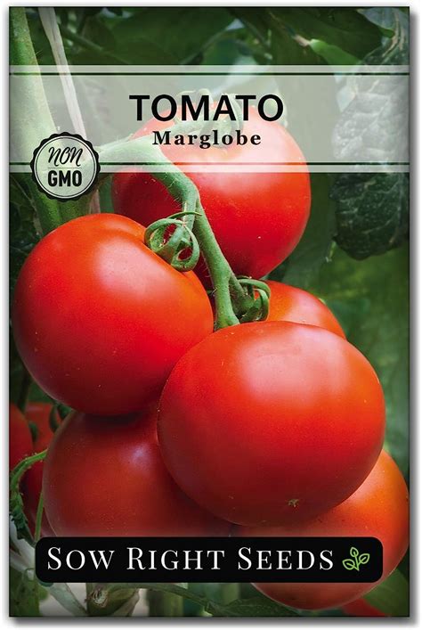 Sow Right Seeds Marglobe Tomato Seed For Planting Non