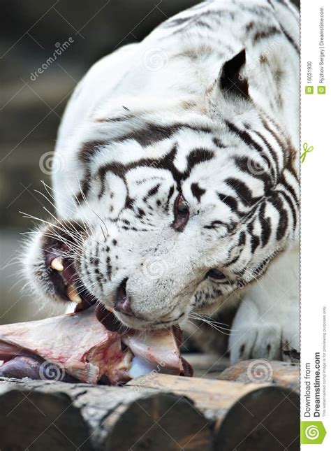 White Tiger Eats Meat Stock Photo Image 16031930