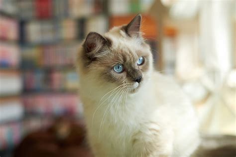1080x1920 Resolution White And Brown Cat Cat Animals Siamese Cats