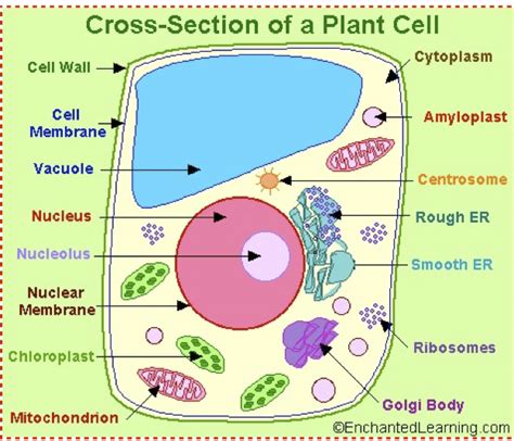 Animal Cell Diagram For 6th Graders Functions Functions And Diagram
