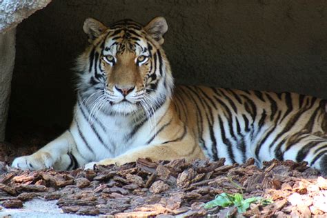 Zooplus offers you the best online pet shop experience. Tiger - Detroit Zoo