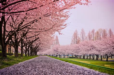Cherry Blossom Snow Sakura Tree Cherry Blossom Wallpaper Tree Images