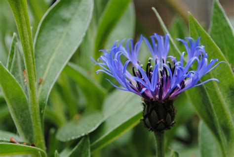 Cornflower Blue Flower Free Image Download