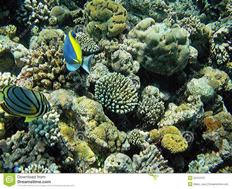 Maldives Coral Reef Stock Image Image Of Deep Beautyful