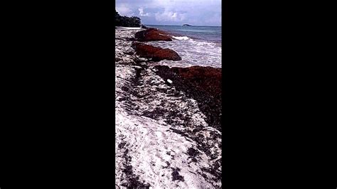 Omg Video Of Sargassum Seaweed On Jabberwock Beach October 2014