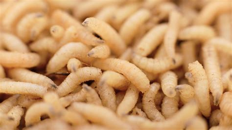 How Maggots Could Lead To More Sustainable Agriculture Mental Floss
