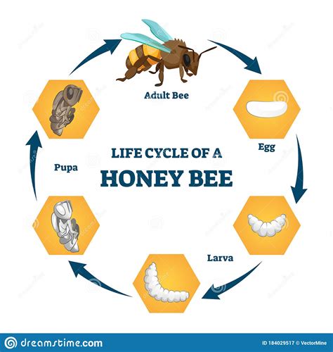 Life Cycle Of A Honey Bee Vector Illustration Labeled Educational