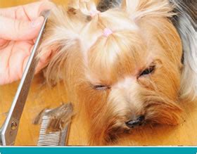 Pet grooming in austin, tx. Mobile Dog Grooming Lakeway - Affordable, Soothing Services