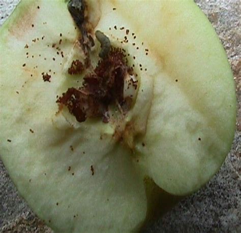 Apple Fruit Borer Pests Of Bhutan