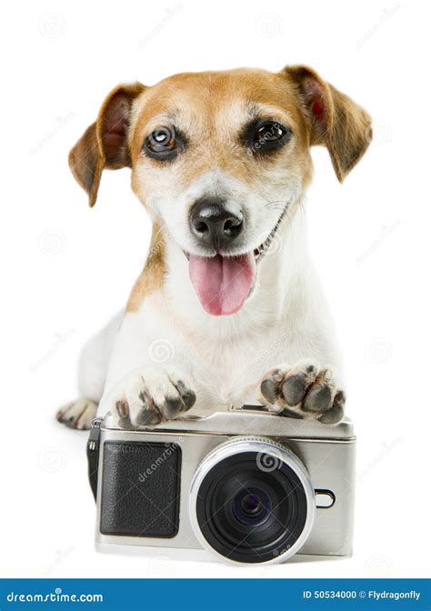 Photo Camera Dog Stock Photo Image Of Humor Holding 50534000