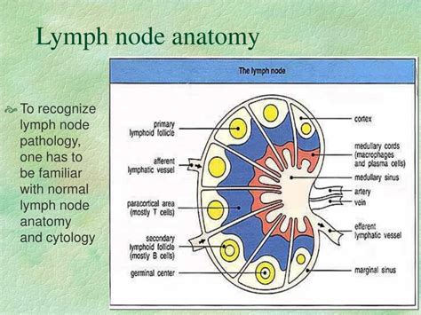 Ppt Pathology Of Lymph Nodes Powerpoint Presentation Free Download