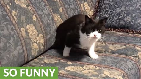 Cat Suddenly Emerges From Unexpected Hiding Spot Youtube
