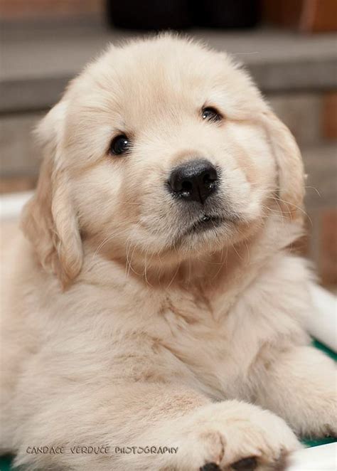 Pin By Nadine Gordon On Golden Retrievers Cute Dogs And