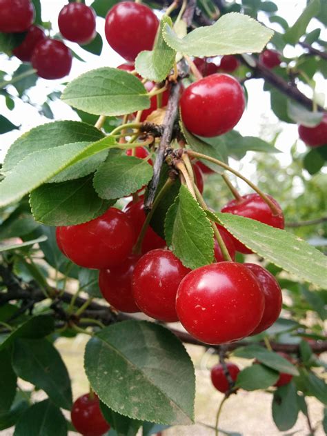 Crimson Passion Cherry Tree • Kiwi Nurseries Ltd