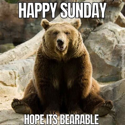 A Brown Bear Sitting On Top Of A Rock Next To Some Rocks And The Caption Reads Happy Sunday Hope