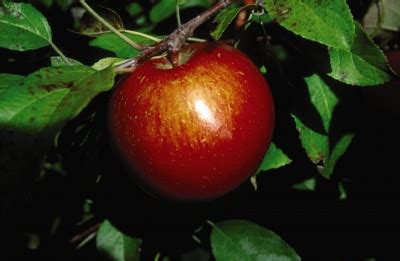 Renovated in 2016, apple tree cottage is an 1870's sandstone cottage located in the heart of mittagong's lake alexandra apple tree cottage (holiday home), mittagong (australia) deals. Apples - The Apple Tree Guy