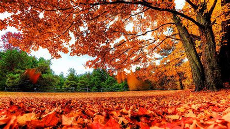 Beautiful Leafed Autumn Tree And Dry Leaves On Ground Hd Nature