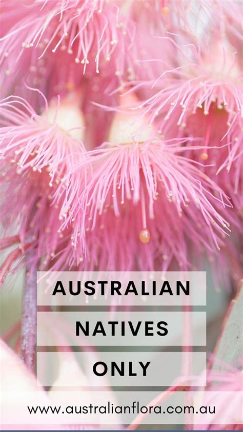 Pink Flowers With The Words Australian Natives Only