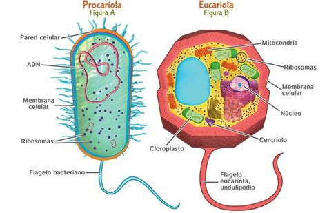 Célula Procariota Y Eucarionta Procariontes Estrutura Celular